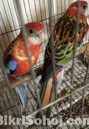 New Adult Rosella Bird